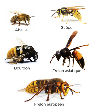 Reconnaitre les Hyménoptères : abeille, guêpe, bourdon, frelon
